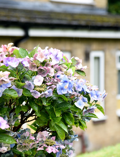 A close-up photo of some flowers in the gardens